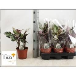 P. Calathea Fusion White 14/30cm   x7