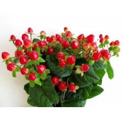 Hypericum Hol. Magic Triumph 60cm "T25" (7 Dias - 2�)