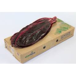 Cordeline Fruticosa 50cm x10 Rj.