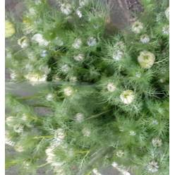 Nige D. Power White 2 50cm