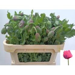 Papaver Orientale Pizzicato 80cm  x5