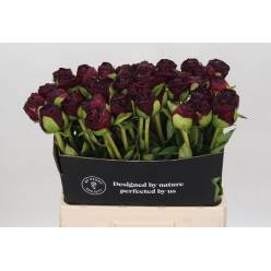 Peonia Hol. Old Faithful 60cm "AAA "  x5 Tallos