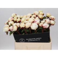 Peonia Hol. Class Act 60cm x5 "AA" Bl.