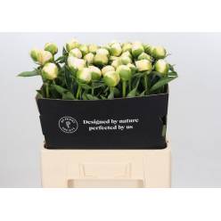 Peonia Hol. Princess Bride 60cm x5 "AA"