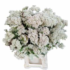 Flor de Arroz Italia White 60cm 200gr