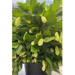 Carpinus Italia 60cm 300gr