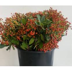 Photinia Fruto Italia 70cm 250gr