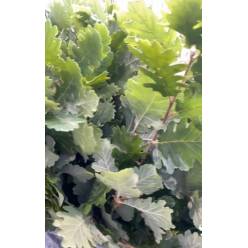 Roble Italia "Eichen" 60cm 300gr