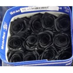 Rosa  Ecu. Tintada Negra 60cm
