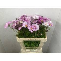 Cosmos Bipinnatus Pink 50cm x10