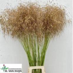 Stipa Gigantea 90cm x10