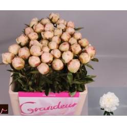 Peonia Hol. Mother Choice 60cm x5  "AAA"