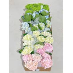 Hortensia Select Mixta 60cm 15/16 "CC40"