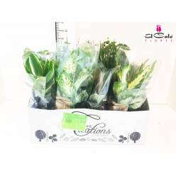 P. Kamerpl. Surtido Planta 12/45cm x12