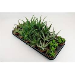 P. Aloe Vera Mix 8.5/15cm x18