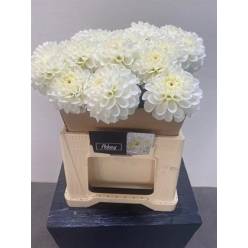 Dalia Hol. Bazu Snow White 40cm x10