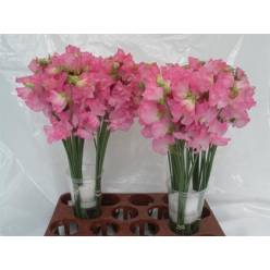 Lathyrus Wi Sunshine Rose 40cm "x50 tallos"