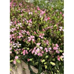 Saponaria Ov Roze 70cm x10