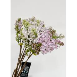 Lilas Hol. Lila Wonder Malva 60cm 2bl A2