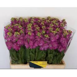 Aleli Hol. Stox Deep Rose 60cm x10