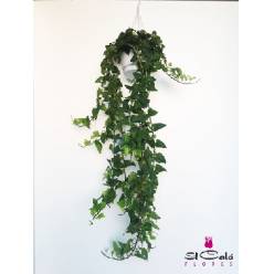 P. Hedera He Mein Herz 19/70cm