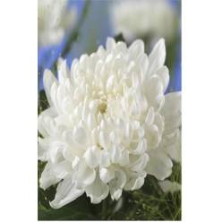 Uniflor Gagarin 70cm 95gr Blanco (7 Dias - 2)