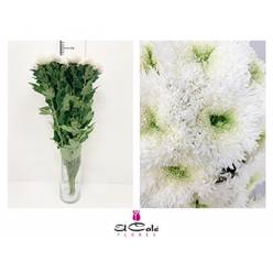 Uniflor Hol. Etrusko Blanco 80gr (7 Dias - 2)