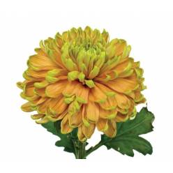 Uniflor Hol. Ross Elizabeth 85gr (7 Dias - 2)