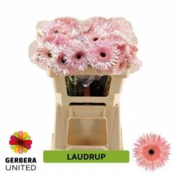 Gerbera Hol. Gespider Laudrup x10 (7 Dias - 2)