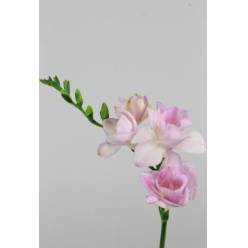 Fresia Hol. Honeymoon 50cm 20gr x10 Rs. (7 Dias - 2)