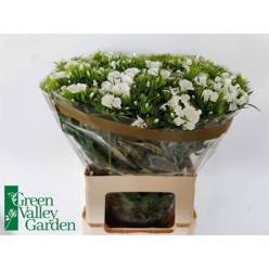 Dianthus Barbatus Hol. Will White 65cm x10 (7 Dias - 2)