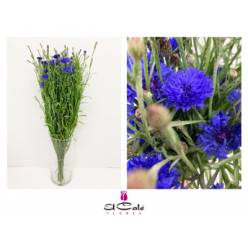 Centaurea Cyanus 60cm x10 Az. (7 Dias - 2)