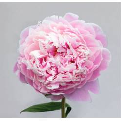 Peonia Nac. Sara Bernardt 55cm  x5 tall. (7 Dias - 2)