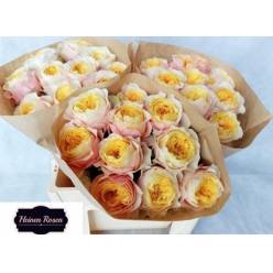 Rosa Hol. Peters Park 40cm x10 (7 Dias - 2)