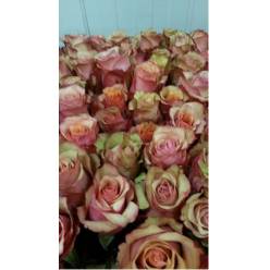 Rosa Hol. Vintage 60cm x10 (7 Dias - 2)