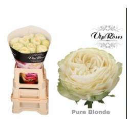 Rosa Hol. Pure Blonde 50cm x10 Bl. Vip Roses (7 Dias - 2)