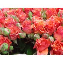 Ramificada Overig Naranja 50cm (7 Dias - 2)