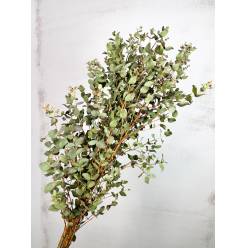 Eucaliptus Gunnii 70cm 300gr (7 Dias - 2)