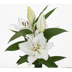 Oriental Hol. Bl. Monteneu 80cm 4/5 flores (7 Dias - 2)