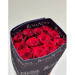 Rosa Ecu. Freedom 70cm "R.NOVA" (7 Dias - 2)