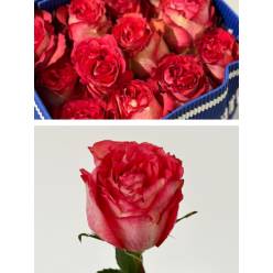 Rosa Ecu. Iguazu 50cm Bi (7 Dias - 2)