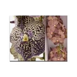 Vanda Su Oce Sangria x16 (7 Dias - 2)