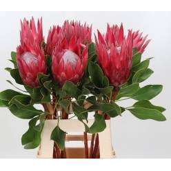 Protea Cy Madiba 70cm x1-tallo Roja (7 Dias - 2)