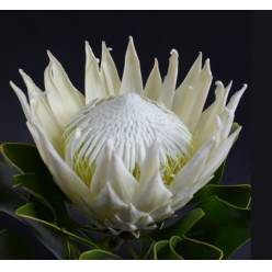Protea Cynaroides Blanco 50cm " Unidad " (7 Dias - 2)