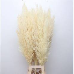 Cortaderia Hol. Overig Improved 80cm x8
