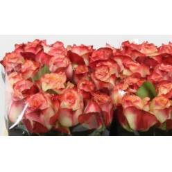 Rosa Hol. Attraction 50cm x10 Bi. "7 Dias 2"