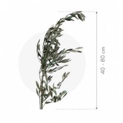 Olivo Preservado 40/80cm 150g