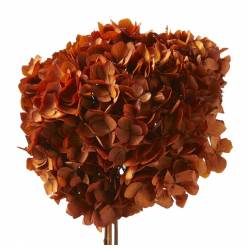 Hortensia Preservada Standard Autumn 18-25cm