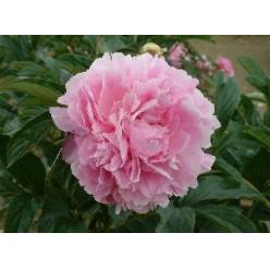 Peonia Hol. Dinner Plate 60cm Rs "AAA"