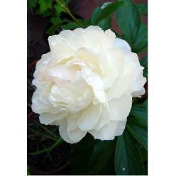 Peonia Hol. Mary Nicholls 60cm "AAA"